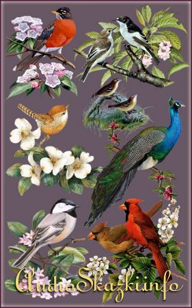Клипарт - Птицы в цветах